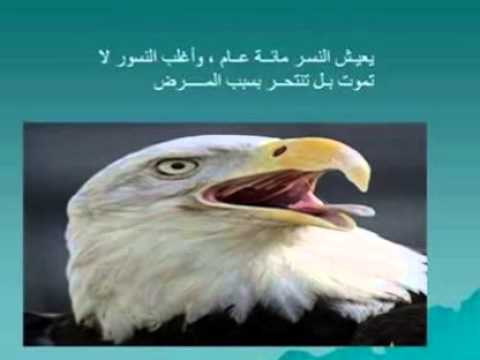 معلومات عن الحيوانات 3343