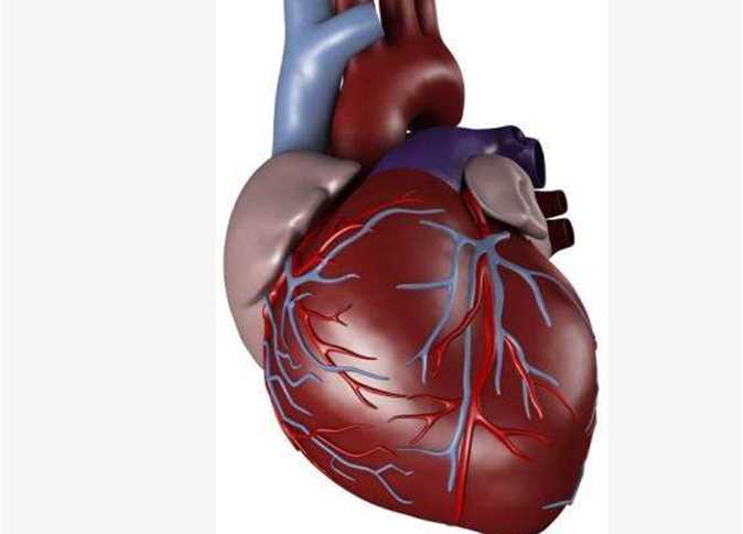 صور قلب الانسان - اكثر الاعضاء حيوية في الجسم 3893 1-Png
