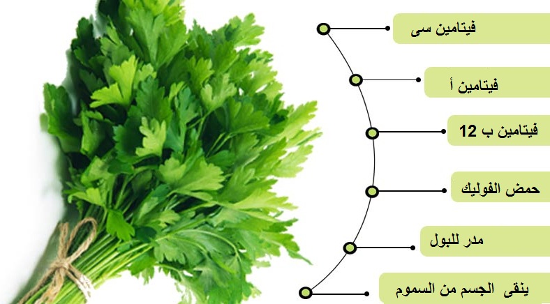 فوائد البقدونس - مزايا اكل البقدونس الصحيه 3120 2