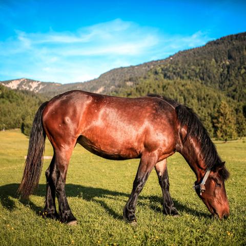 اجمل خيول في العالم - اروع صور خيل 5319 2