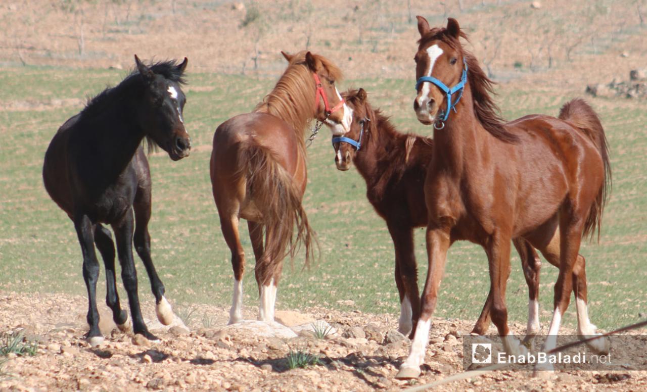 خيول عربية اصيلة 5737 4