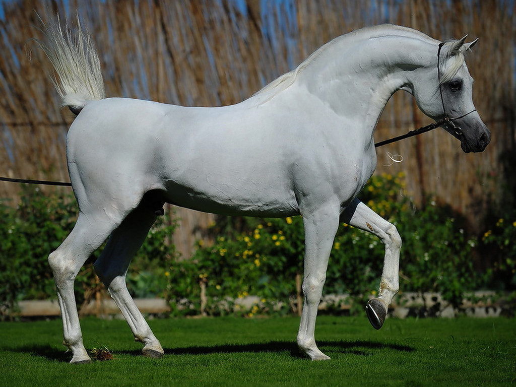 خيول عربية - حصان عربى اصيل بالصور 5219 2