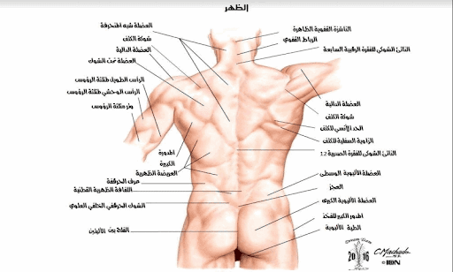 صور جسم الانسان 1041 1