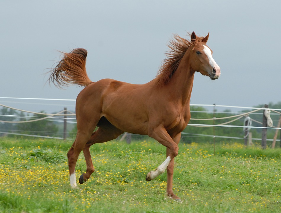 صور خيل - صور خيول جميلة