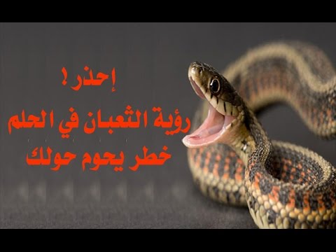 الافعى في المنام - معنى رؤيه الثعبان فى الحلم 3195