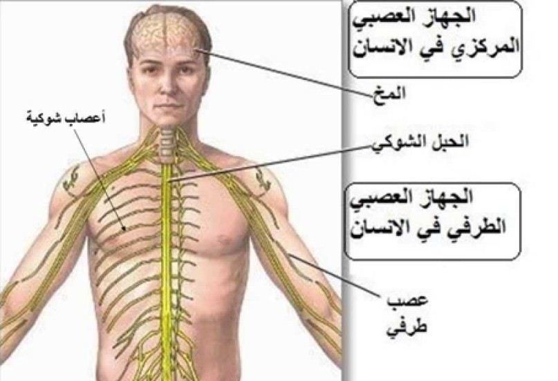 صور جسم الانسان 1041 4