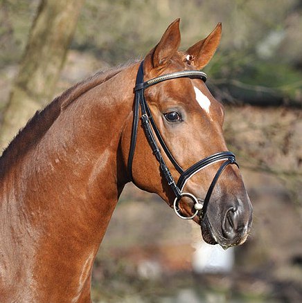 اجمل خيول في العالم , اروع صور خيل