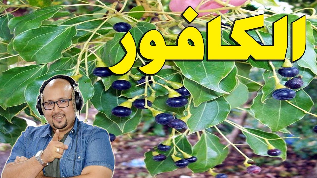 ما هو الكافور- تعرفوا على زيت الكافور واهم فوائده 881 1