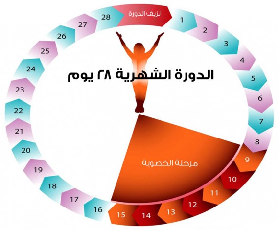 فترة الاباضة عند المراة- معلومات تهمك عن فترة الاباضة 11417 2