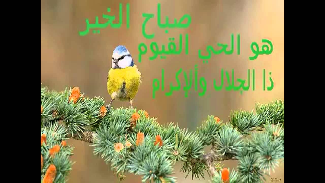 صور عن الصباح - ارق صور لصباح الخير 4916 6