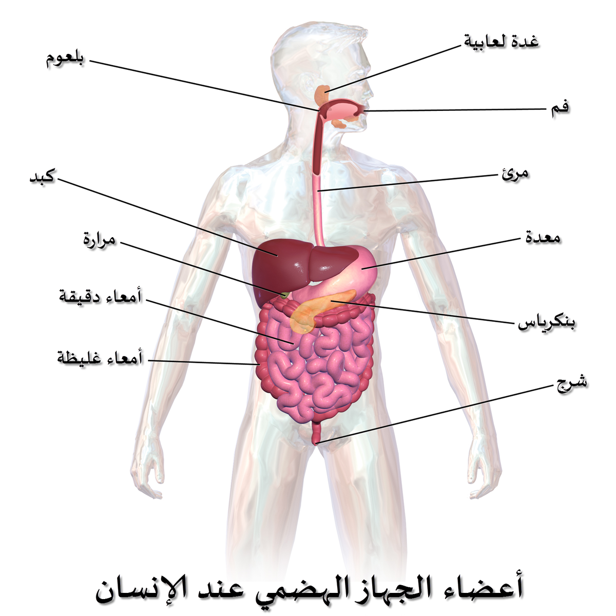 صور جسم الانسان 1041