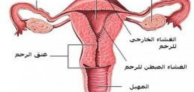 اسباب العقم - عوامل حدوث عدم الانجاب 4858