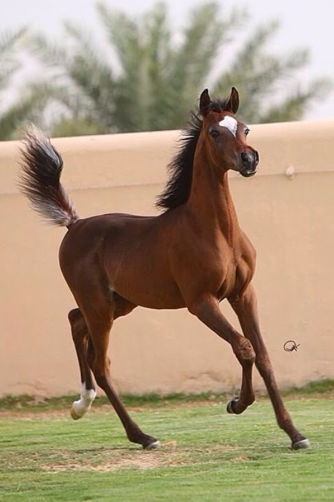 الخيل العربي الاصيل - لعشاق الخيول اليكم اروع صورها 3626 10