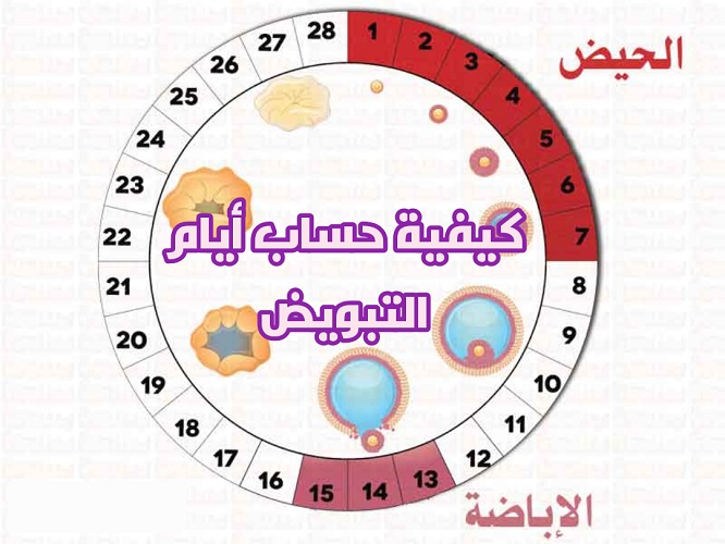 فترة الاباضة عند المراة- معلومات تهمك عن فترة الاباضة 11417 1