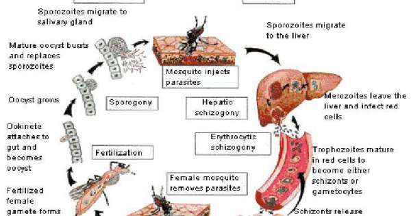 مرض الملاريا - معلومات عن الملاريا 685 1