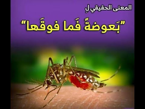 بعوضة فما فوقها بالصور