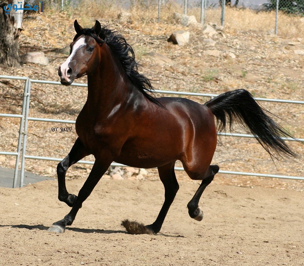 خيول عربية - حصان عربى اصيل بالصور 5219 3