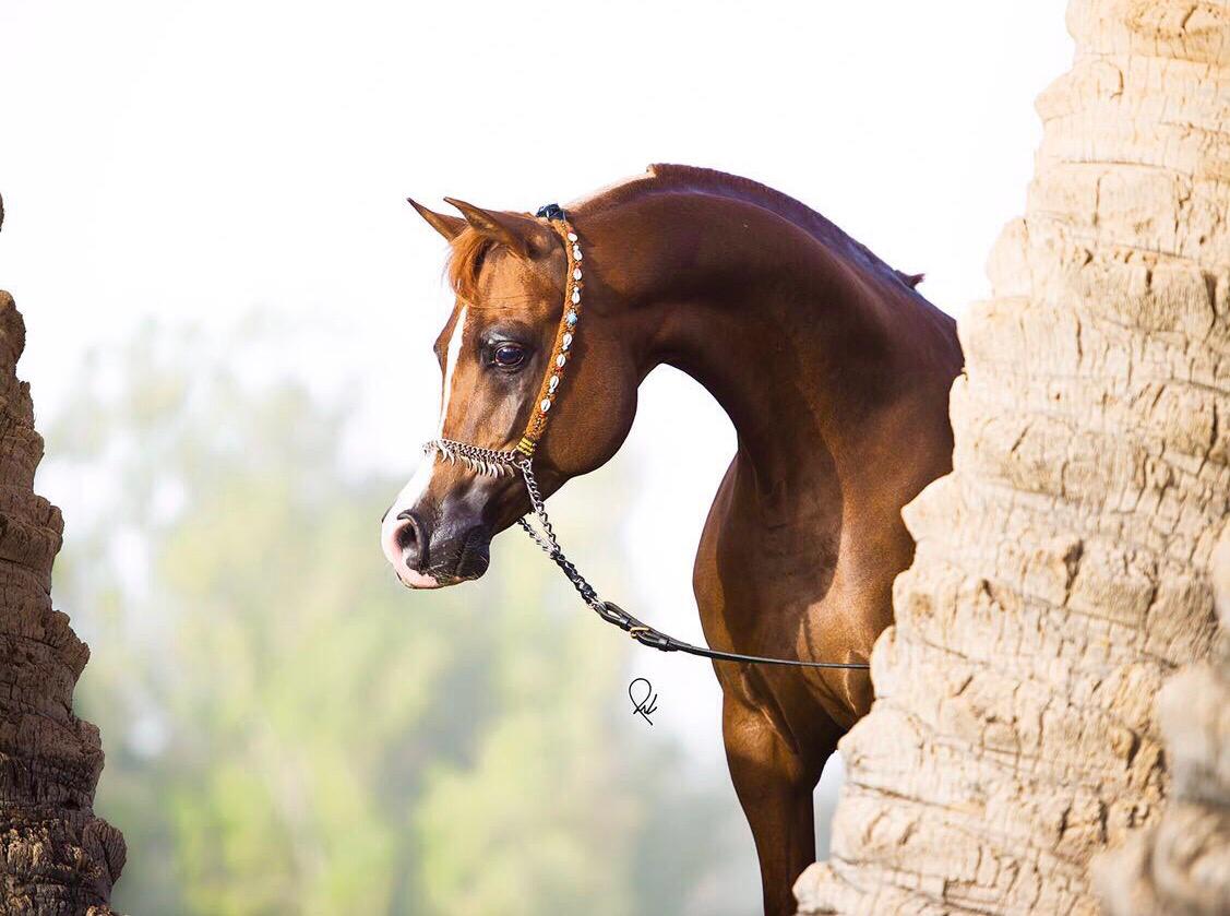 الخيل العربي الاصيل - لعشاق الخيول اليكم اروع صورها 3626 1