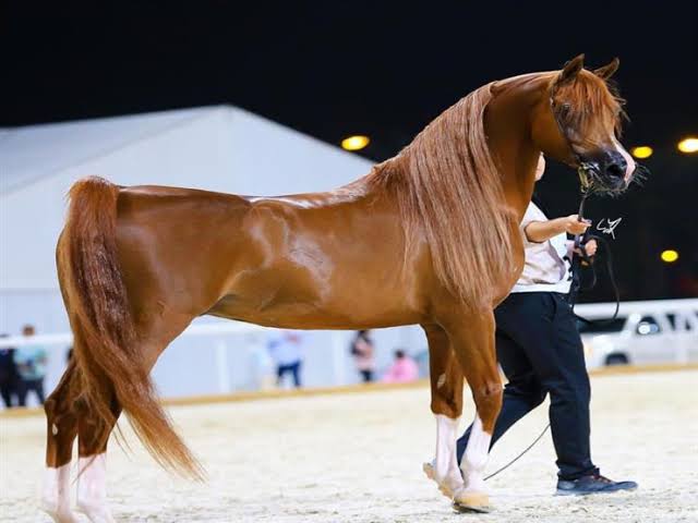 الخيل العربي الاصيل - لعشاق الخيول اليكم اروع صورها 3626 6