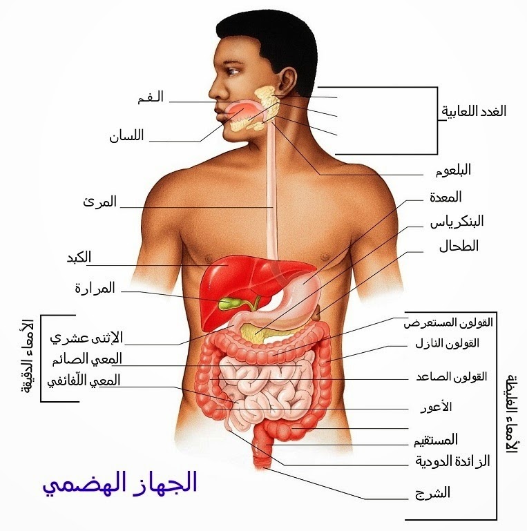 صور جسم الانسان 1041 1