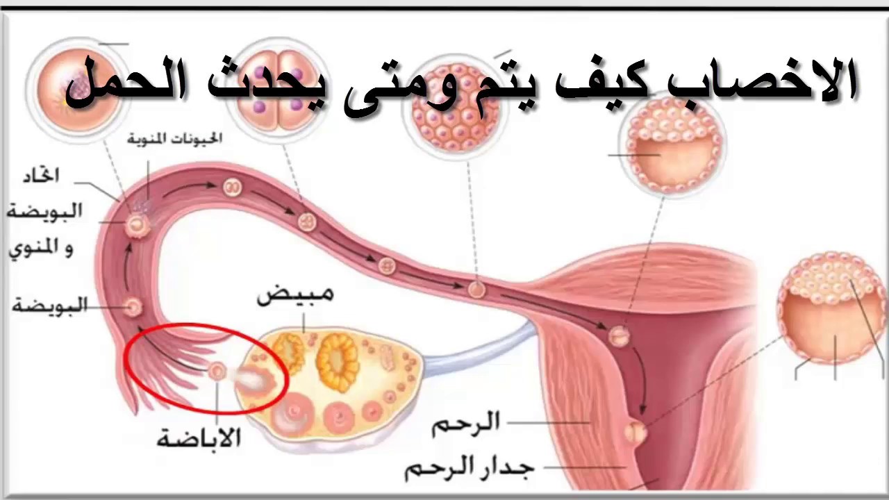 الايام المناسبة للحمل بعد الدورة الشهرية 1694 3