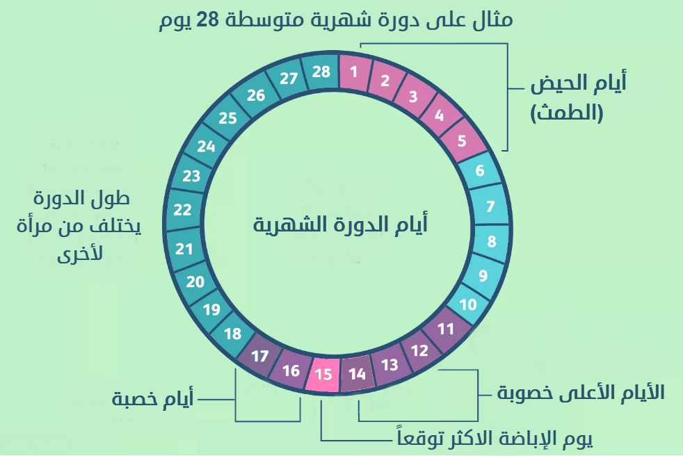 كيف تحسبين فتره الخصوبه , فترة الخصوبة عند المراة