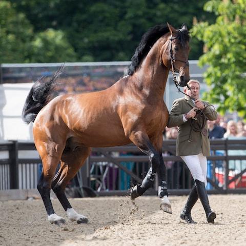 اجمل خيول في العالم - اروع صور خيل 5319