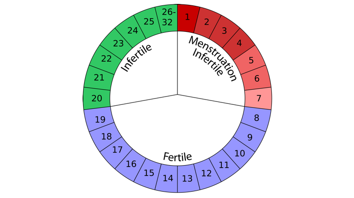 الاستعداد للحمل - كيف احسب ايام التبويض بعد الدوره 11127 1