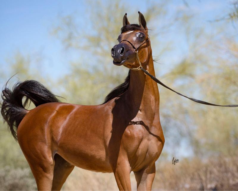 الخيل العربي الاصيل - لعشاق الخيول اليكم اروع صورها 3626 2