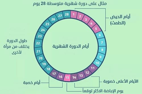 فترة الاباضة عند المراة , معلومات تهمك عن فترة الاباضة