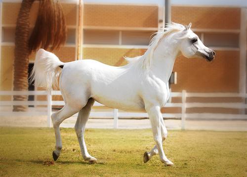 الخيل العربي الاصيل - لعشاق الخيول اليكم اروع صورها 3626