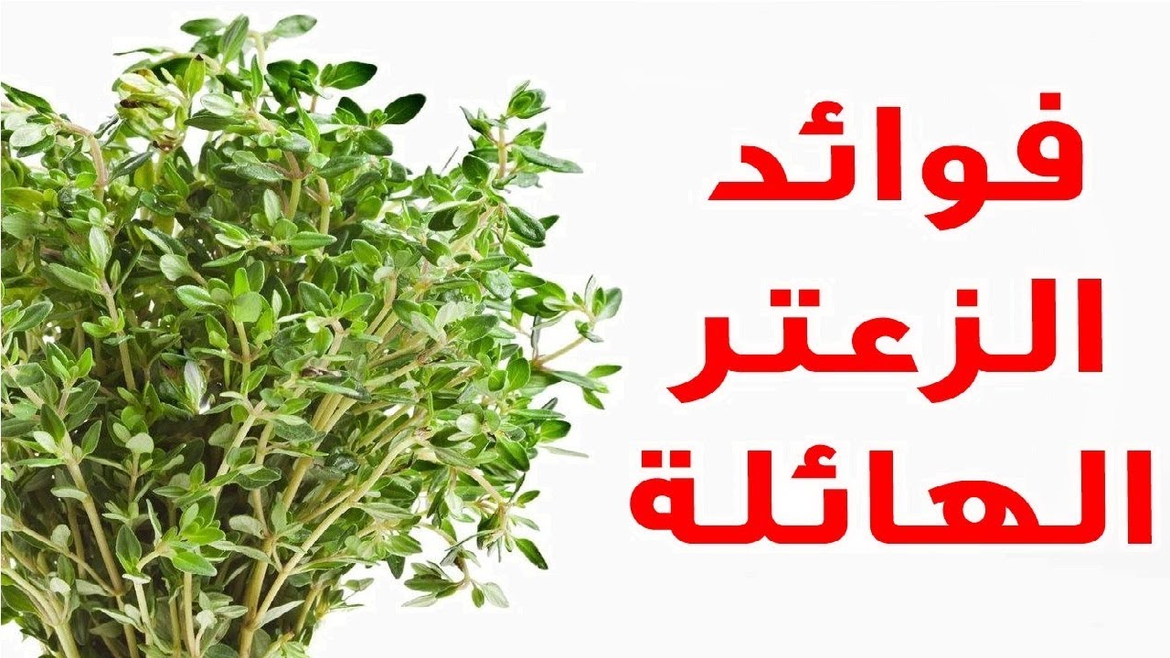 فوائد الزعتر 5553