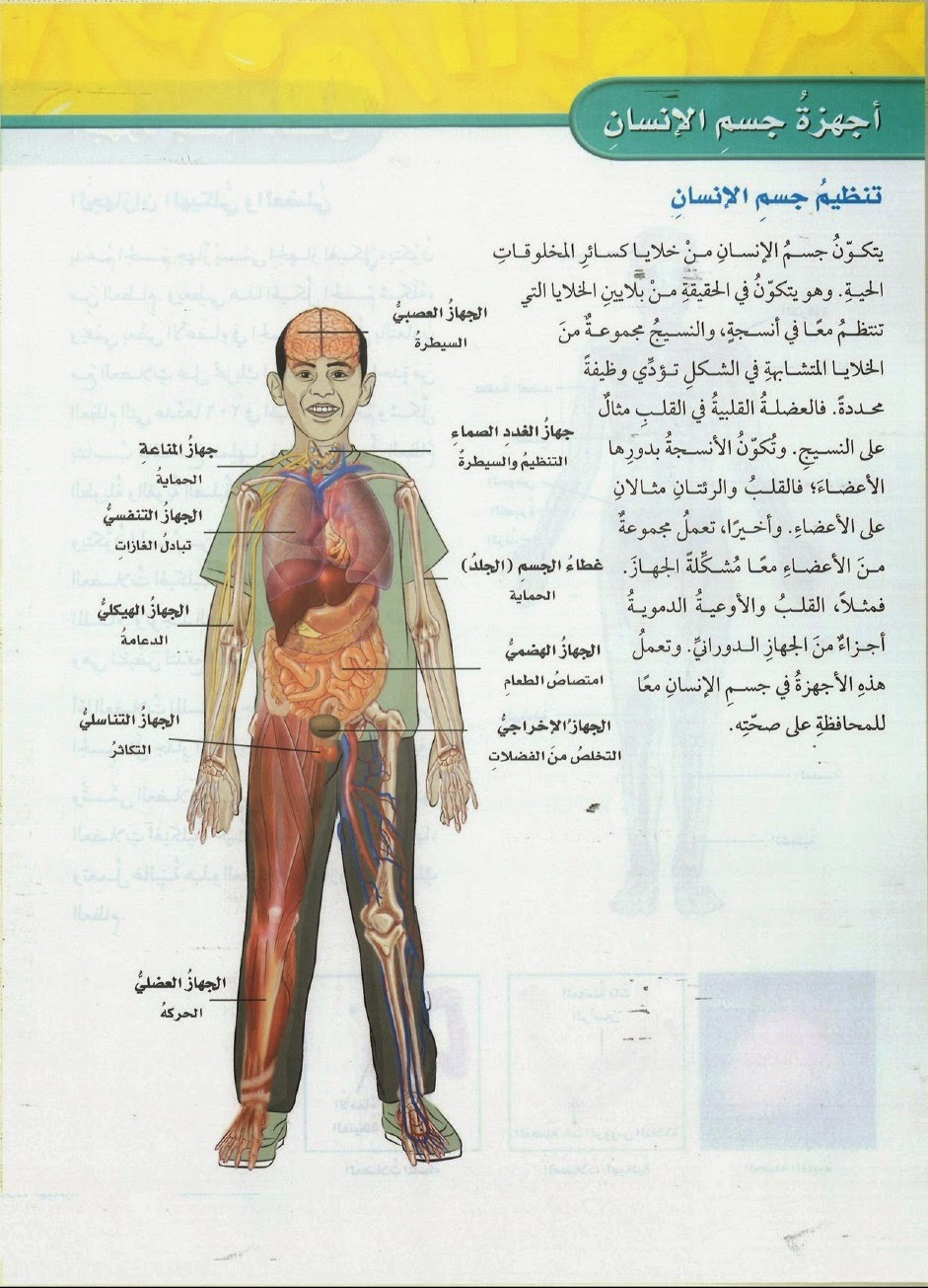 صور جسم الانسان 1041 5