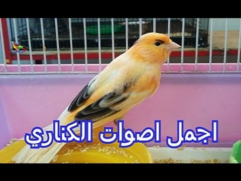 صوت عصافير كناري - اجمل اصوات العصافير 2524 1