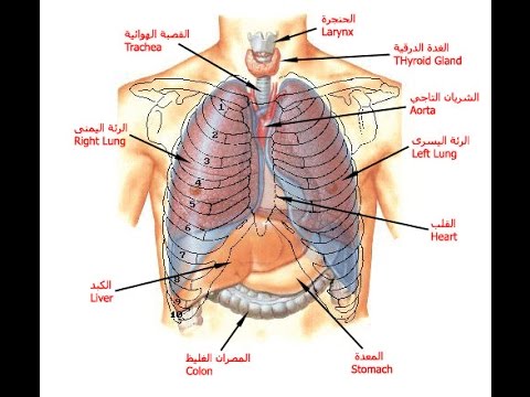 صور جسم الانسان 1041 3