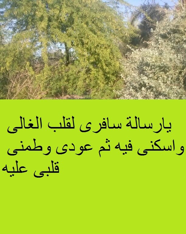 رسائل عن الحب - ماسج رومانسي كله حب وغرام 3040 8