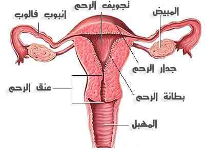 كيفية حدوث الحمل , مراحل حدوث الحمل من البداية الي النهاية