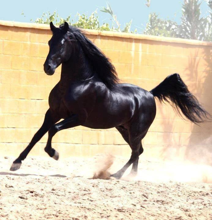 الخيل العربي الاصيل - لعشاق الخيول اليكم اروع صورها 3626 9