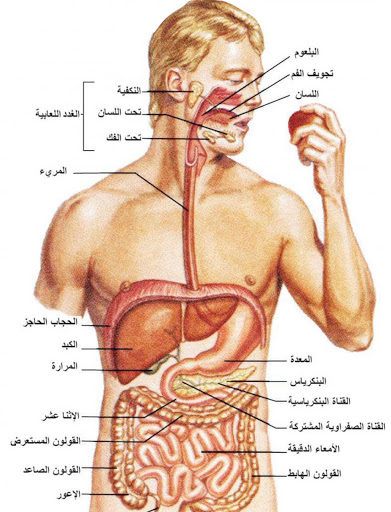 صور جسم الانسان 1041 2