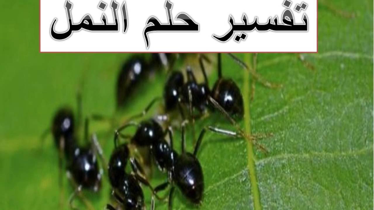 رؤية النمل في المنام لابن سيرين 11458 1