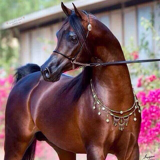 الخيل العربي الاصيل - لعشاق الخيول اليكم اروع صورها 3626 4