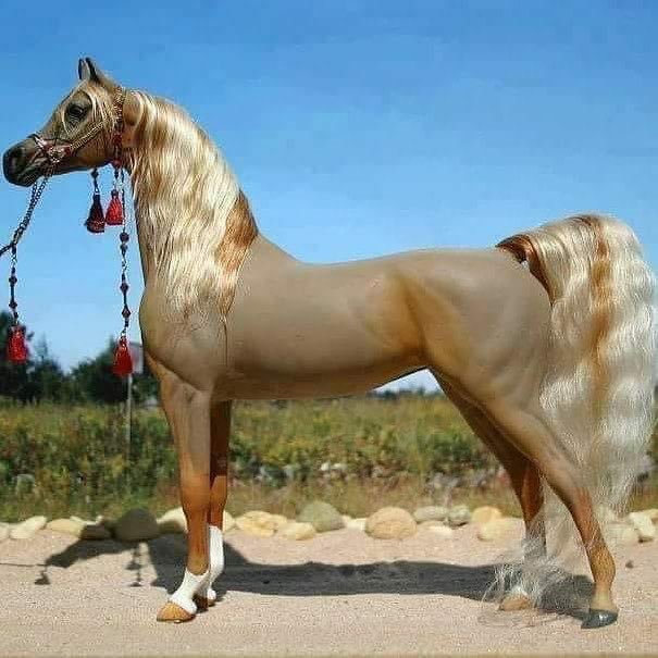 الخيل العربي الاصيل - لعشاق الخيول اليكم اروع صورها 3626 8