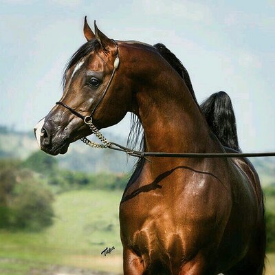 الخيل العربي الاصيل - لعشاق الخيول اليكم اروع صورها 3626