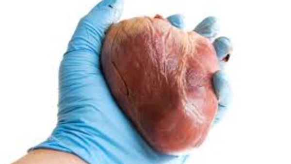 صور قلب الانسان , اكثر الاعضاء حيوية في الجسم - اقتباسات