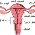 4171 2 كيفية حدوث الحمل - مراحل حدوث الحمل من البداية الي النهاية نغم
