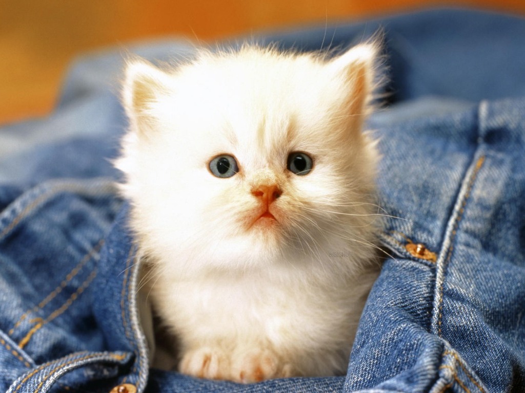 صور قطط كيوت , قطط شكلها جميل - اقتباسات