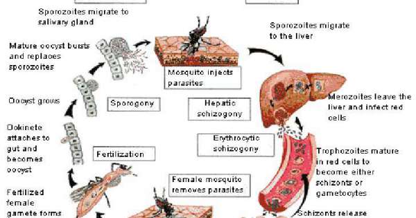 مرض الملاريا , معلومات عن الملاريا - اقتباسات