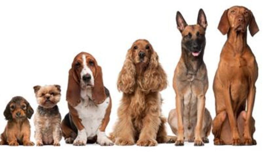 624 10 انواع الكلاب - انواع الكلاب المختلفة فياض مرادي