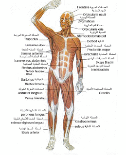 جسم الانسان بالصور