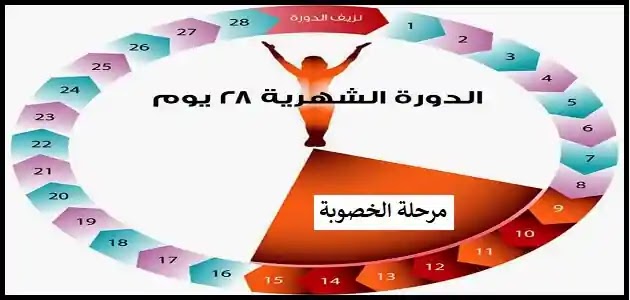 متى تكون ايام التبويض